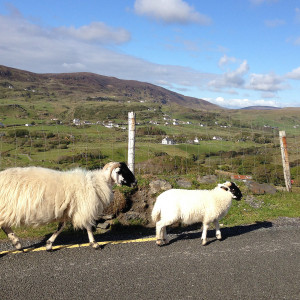 Donegal Sheep