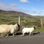 Donegal Sheep