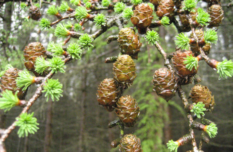 Budding Conifers