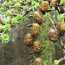 Budding Conifers