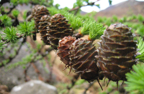 Conifers Line Up