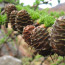 Conifers Line Up