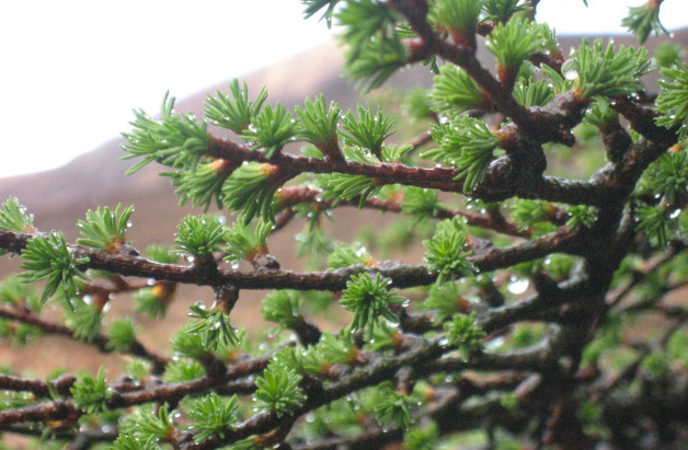 Green and Wet on Mourne Mountains