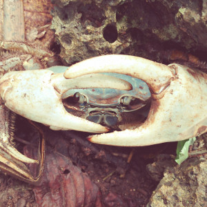 I Heart Blue Crabs