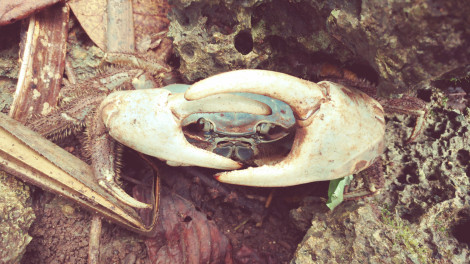 I Heart Blue Crabs
