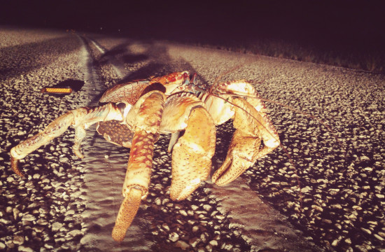 Crab Crossing on Christmas Island