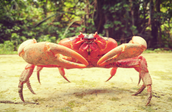 Red Crab on Guard