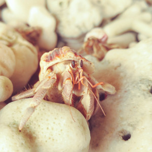Hermit Crab on Lily Beach