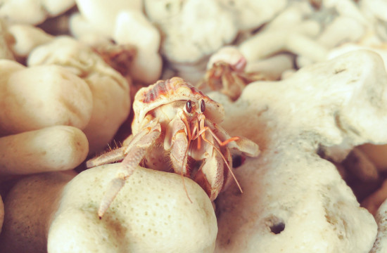 Hermit Crab on Lily Beach