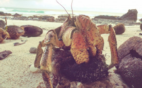 Robber Crab Eat Coconuts