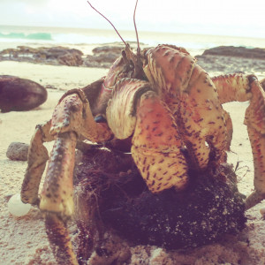 Robber Crab Eat Coconuts
