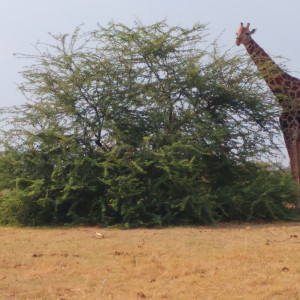 Giraffe on the Okavango Delta