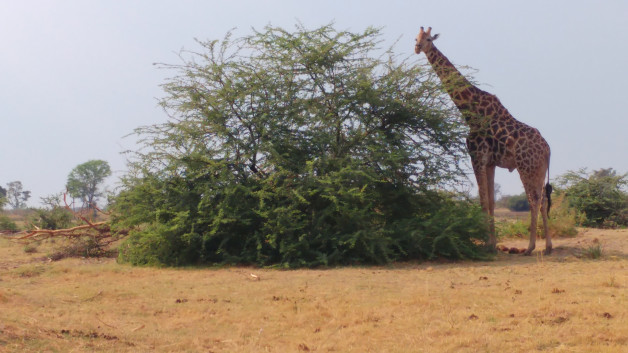 Giraffe on the Okavango Delta