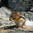 Red Squirrel Snacking