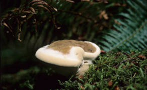 Vancouver Island Fungus