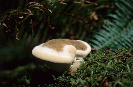 Vancouver Island Fungus