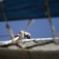 Adjusting Felucca Sail on the Nile