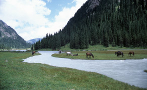 Horses Grazing in Karakol Valley