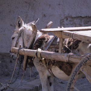 Donkey in Khiva