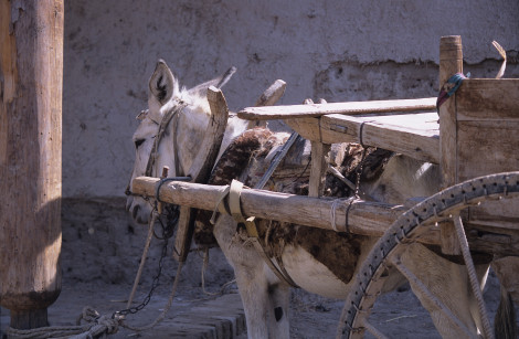 Donkey in Khiva