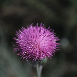 Karakol Wildflower