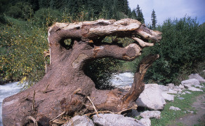 Fallen Tree Hand
