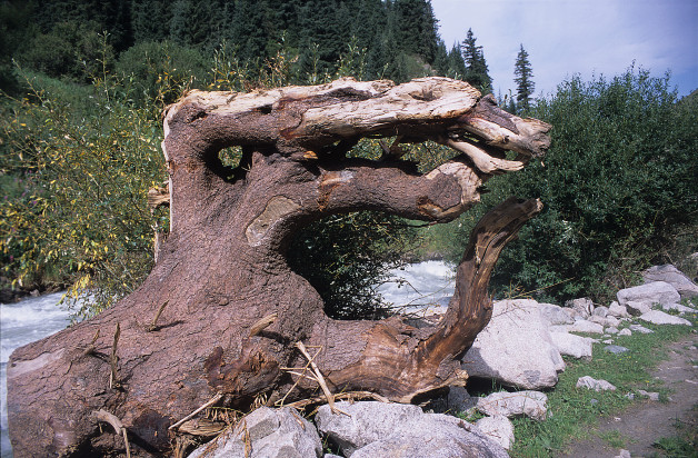 Fallen Tree Hand on Ala-Köl Hike