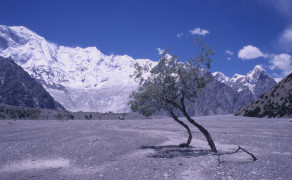 Trees on Batura Glacier