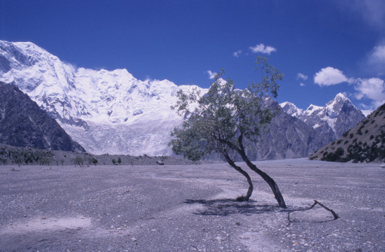 Trees on Batura Glacier