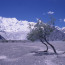 Trees on Batura Glacier