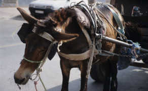 Flies on a Work Donkey