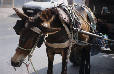 Flies on a Work Donkey