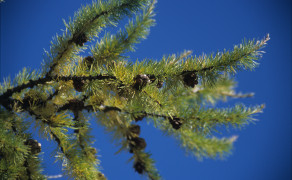 Cedar on Olkhon Island