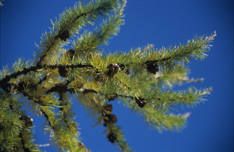 Cedar on Olkhon Island