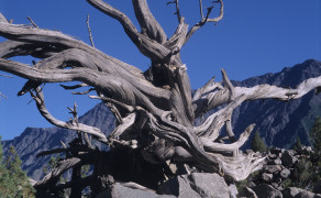 Wood Crucifix