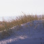 Curonian Spit Sand Dune