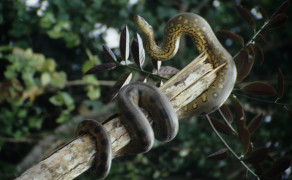 Anaconda on the Rio Napa