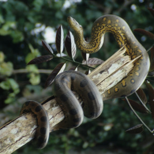 Anaconda on the Rio Napa