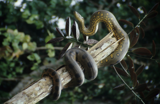 Anaconda on the Rio Napo