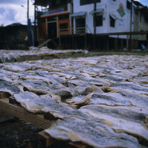 Drying Fish