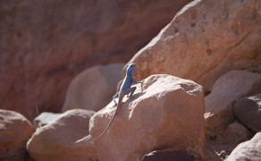 Blue Lizard