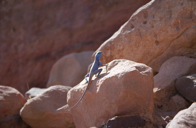 Blue Lizard at Petra