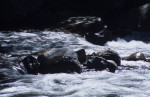Water Flows Alongside El Chorro Inca Trail