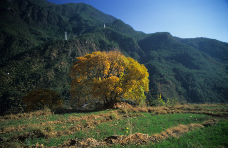Golden Tree on Tiger Leaping Gorge
