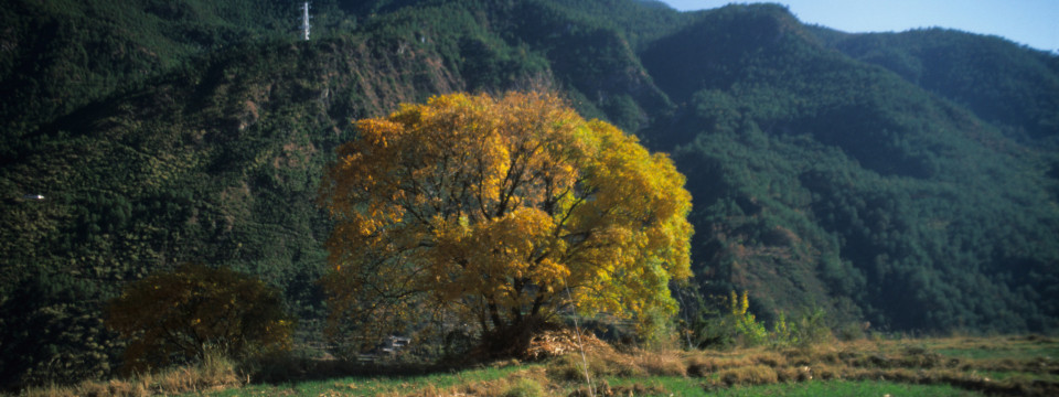 Golden Tree on Tiger Leaping Gorge