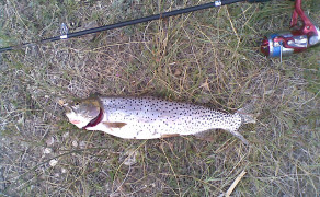 Pine Lake Utah With a Brown Trout!