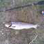 Pine Lake Utah With a Brown Trout!