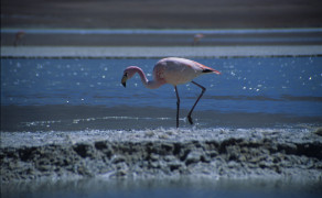 Pink Flamingo on the Salar de Uyuni