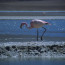 Pink Flamingo on the Salar de Uyuni