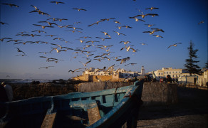 Gulls Over Essaouria